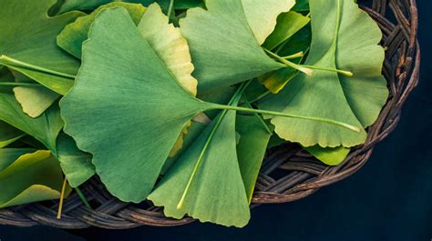 12 Benefits of Ginkgo Biloba (Plus Side Effects & Dosage).